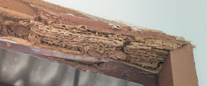 wood-destroying-organisms-header